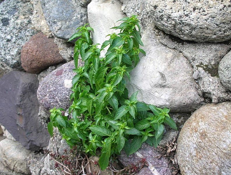 Mercurialis annua / Mercorella comune